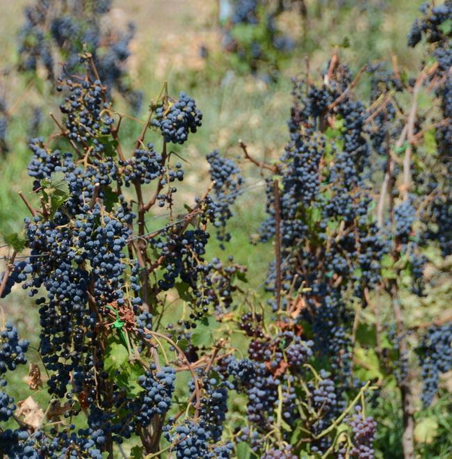 Vini, per l’isola è un’ottima annata 