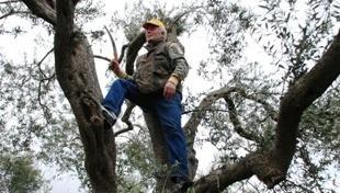 Progetto Unasco 2017: a Ittiri l’olivo è il grande protagonista 