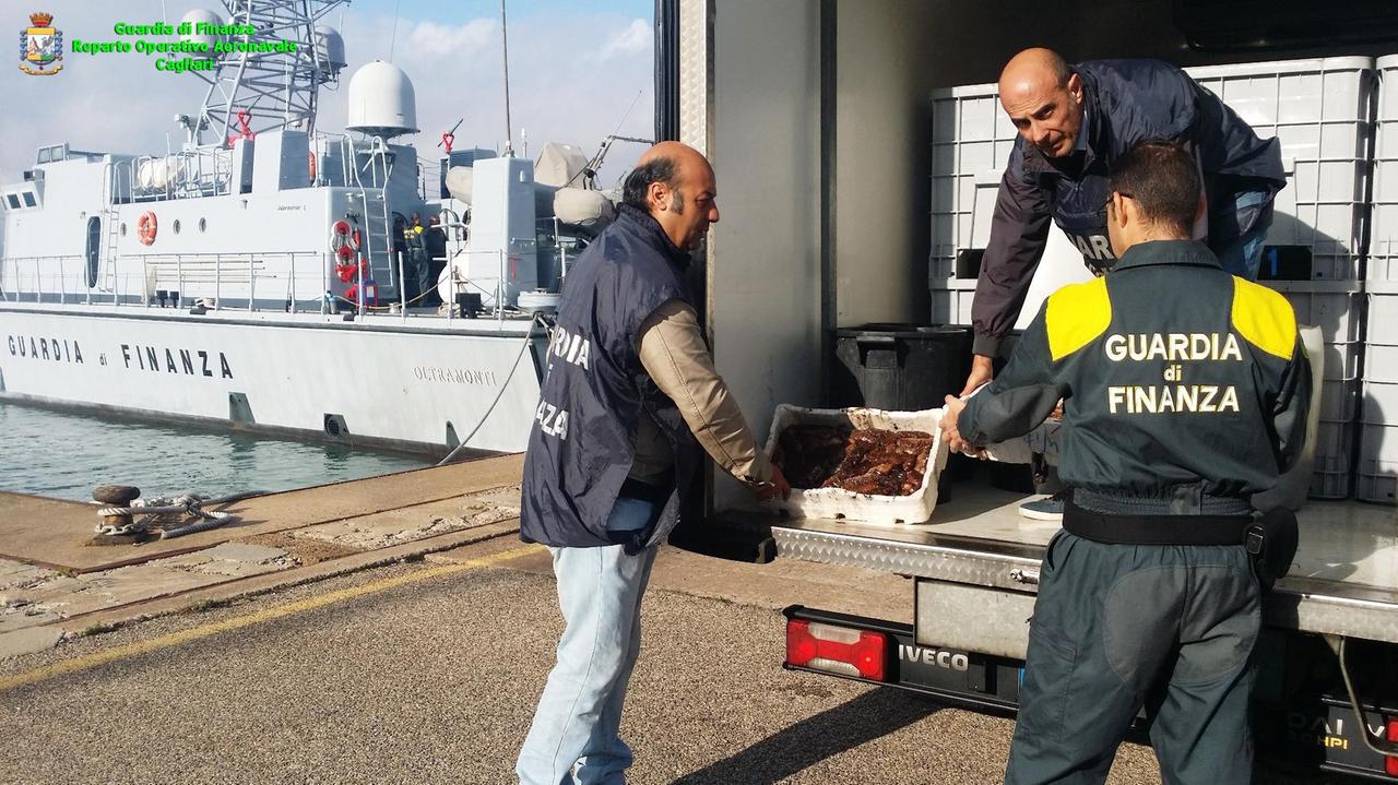 Tre tonnellate e mezzo di oloturie destinate a Sassari: sequestro dei finanzieri