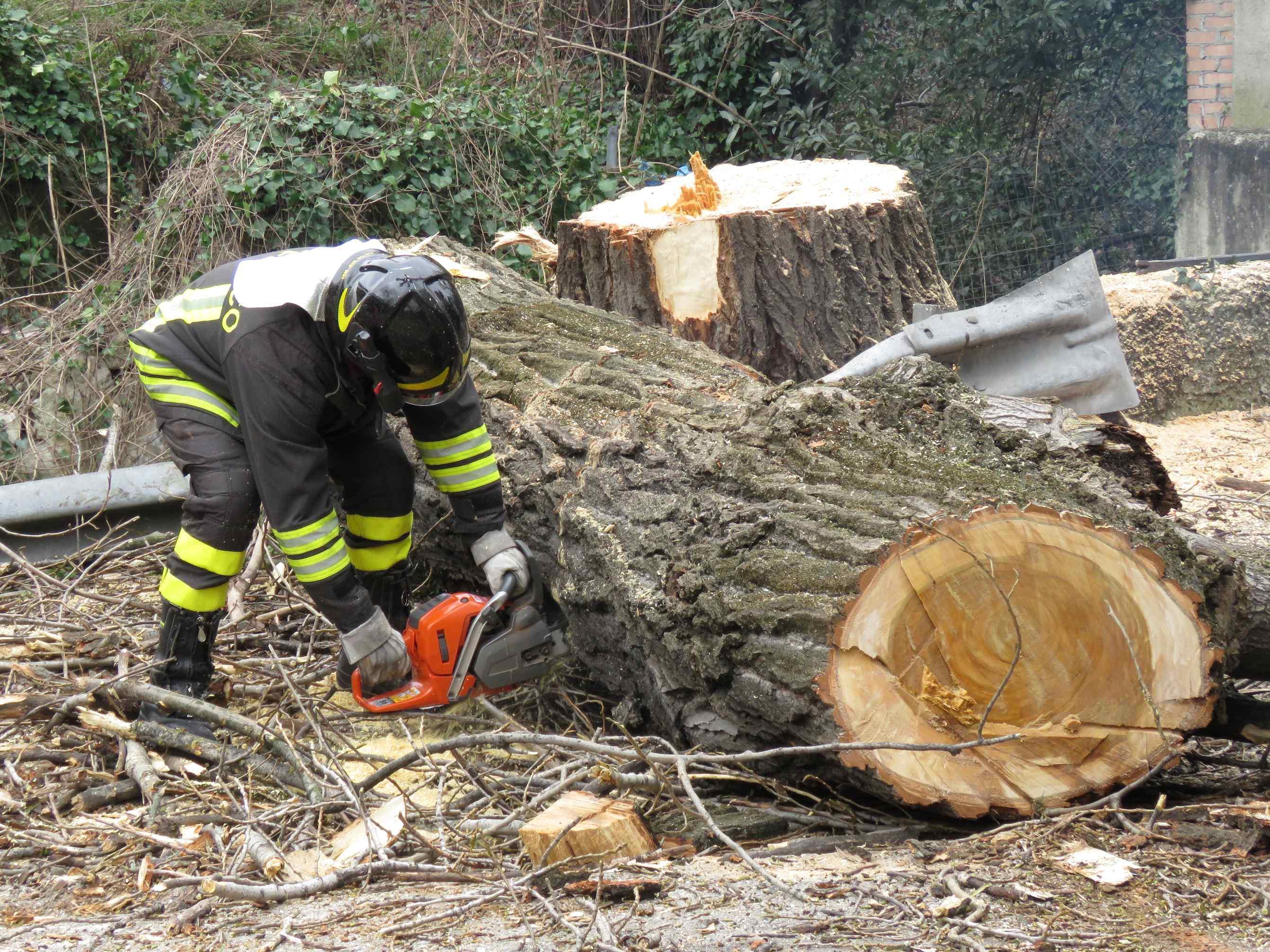 Un albero caduto durante la tempesta di vento