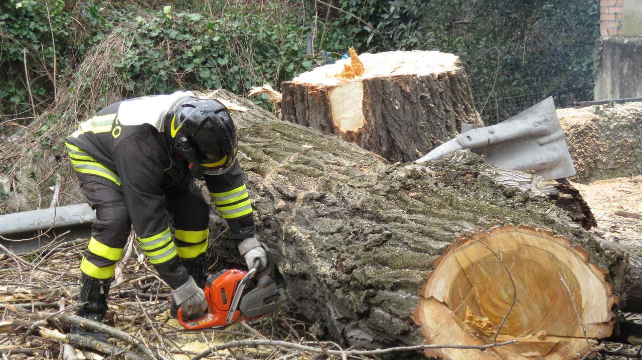 Un albero caduto durante la tempesta di vento