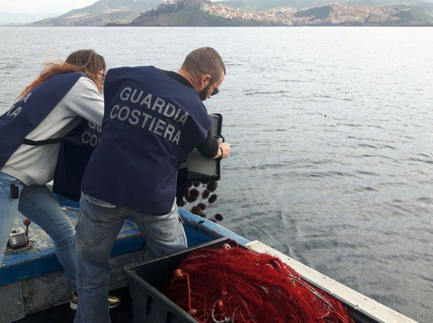 Sorso, la Guardia costiera sequestra 1500 ricci: 12mila euro di multa 