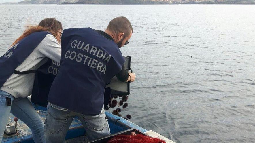 Sorso, la Guardia costiera sequestra 1500 ricci: 12mila euro di multa 