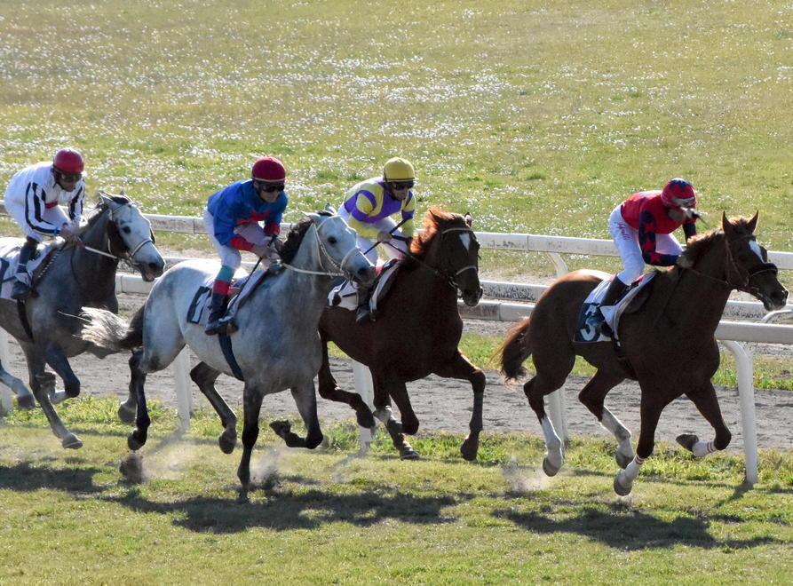 Affascinante steeple chase per l’apertura al Casalone