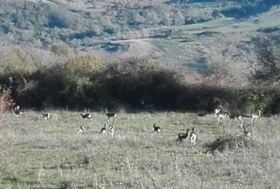 «Assediati dai cinghiali» Labro, sos dagli allevatori 