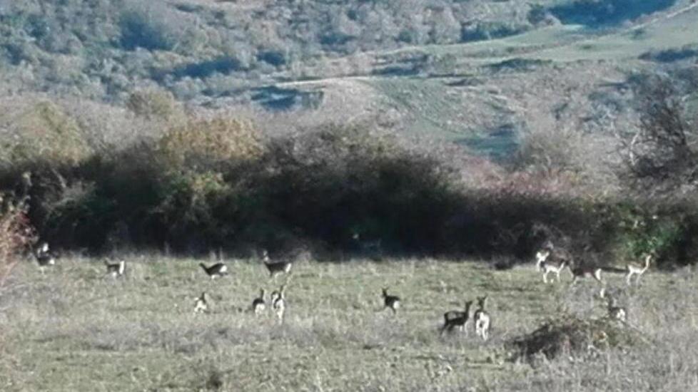 «Assediati dai cinghiali» Labro, sos dagli allevatori