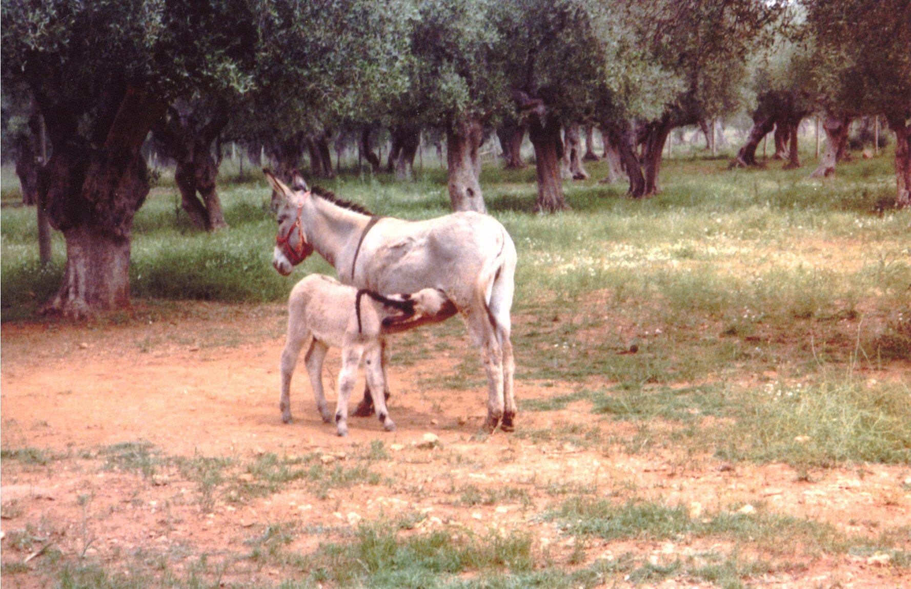Il piccolo Socrate con la sua mamma tra gli olivi di Maremma prima della partenza per l'Umbria