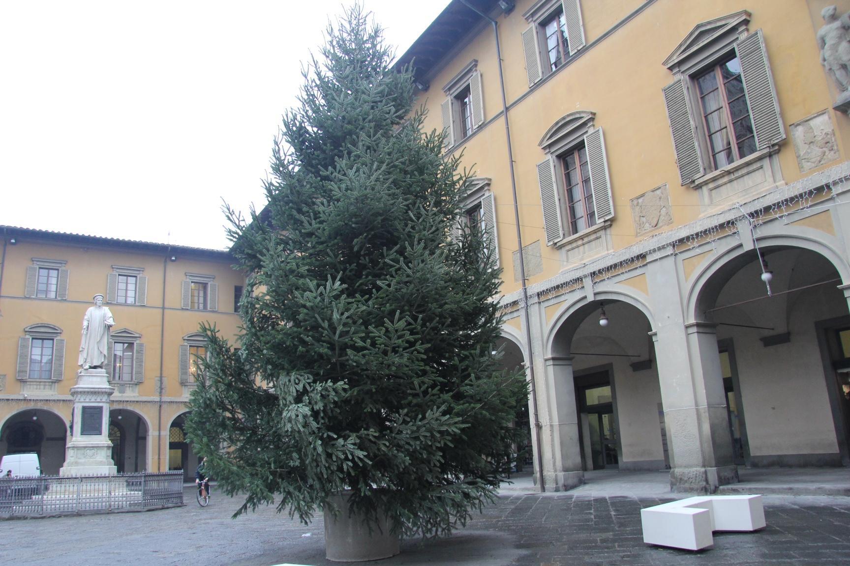 E' arrivato l'albero di Natale in piazza del Comune (foto Batavia)