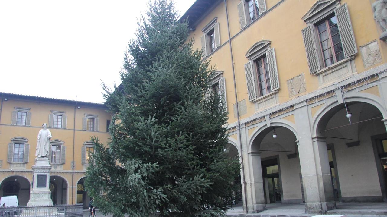 E' arrivato l'albero di Natale in piazza del Comune (foto Batavia)