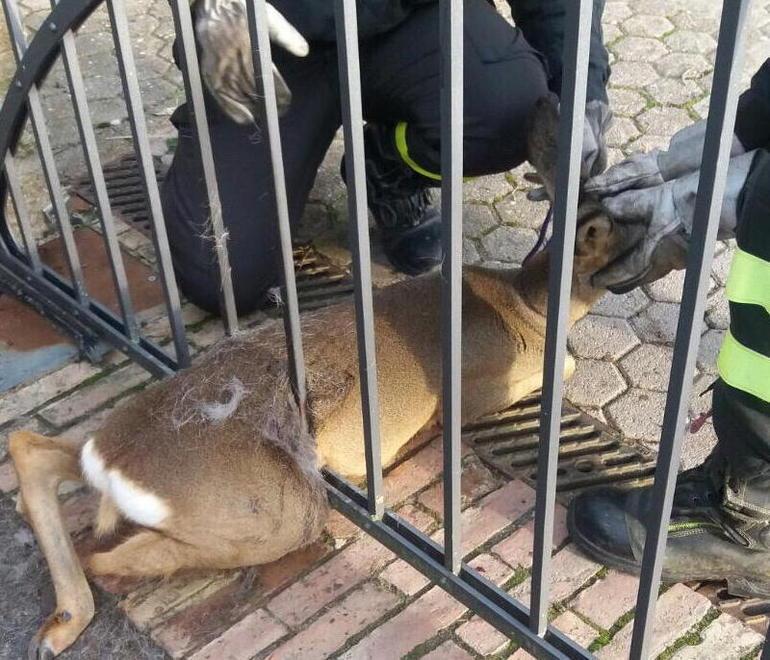 Uniti per salvare il capriolo incastrato nel cancello 