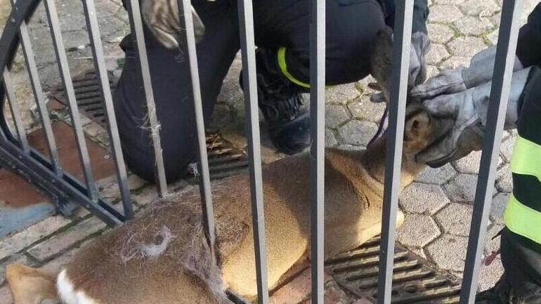 Uniti per salvare il capriolo incastrato nel cancello