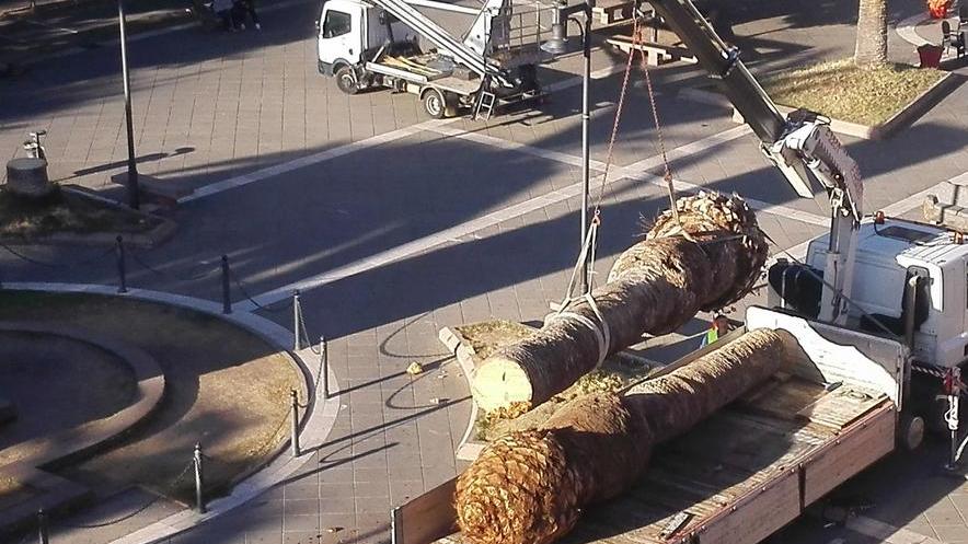 Lotta al punteruolo, nuove disposizioni