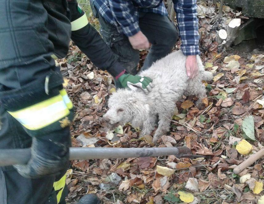 Cagnolina salvata dai vigili del fuoco
