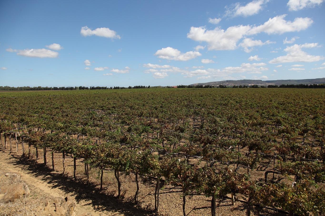 Il Gruppo Campari vende la Sella &amp; Mosca a un gruppo di imprenditori bresciani