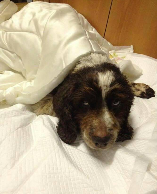 Il cane Zeus