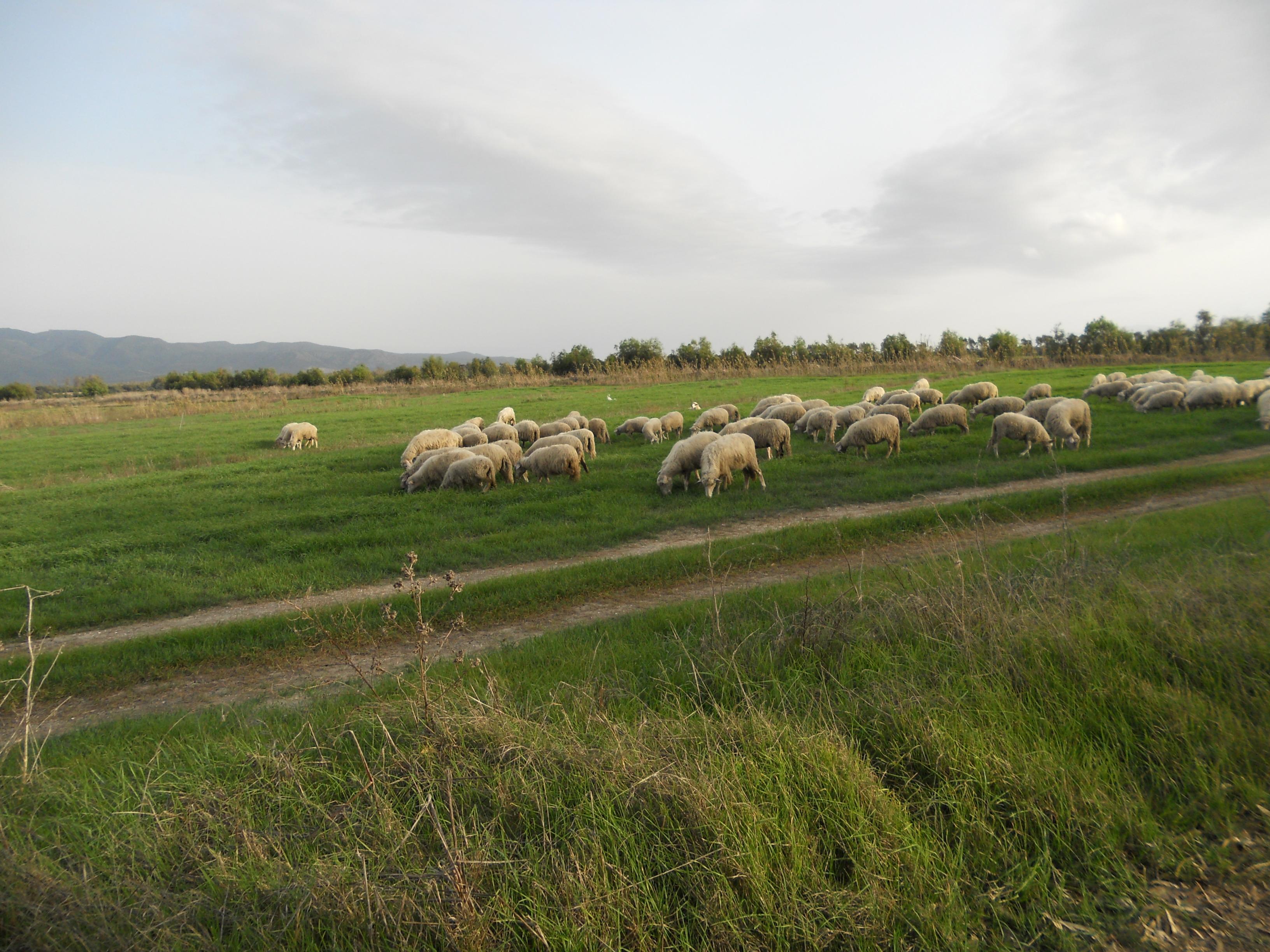 Il gregge al pascolo nei terreni di proprietà della Sbs