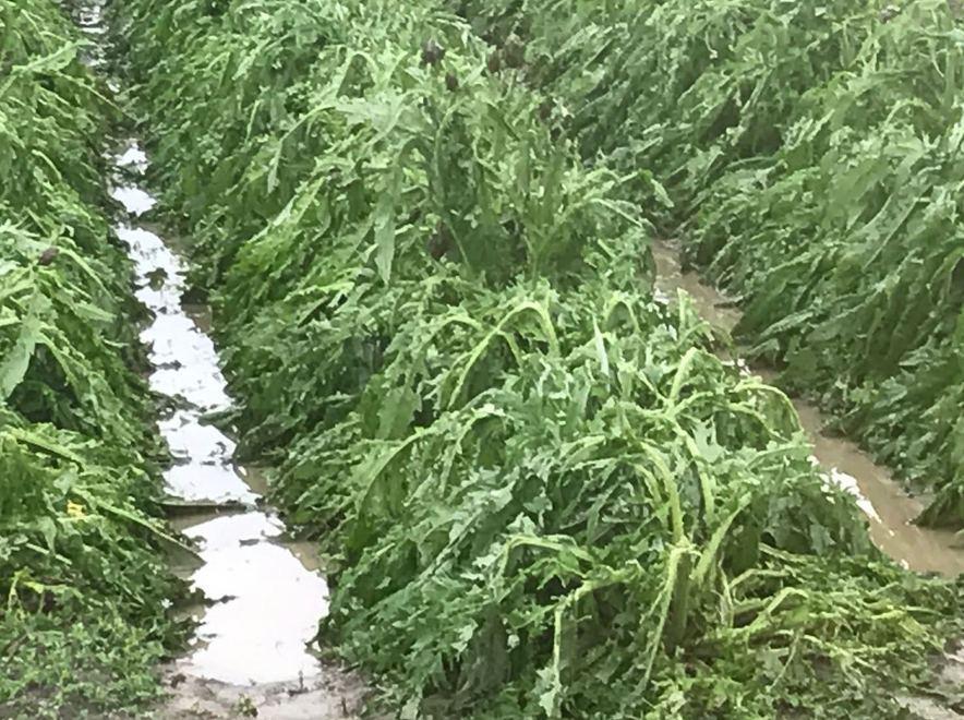 Carciofi, compromesso il raccolto 2016 a Valledoria 
