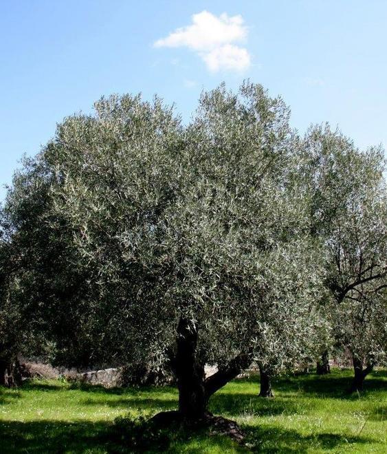 Tavola rotonda per parlare di olivicoltura e di futuro