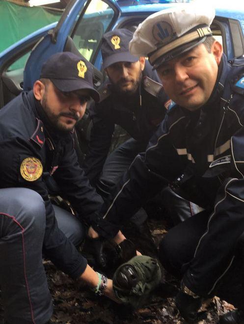 Gli agenti salvano vitellina smarrita in via Emilia Ovest