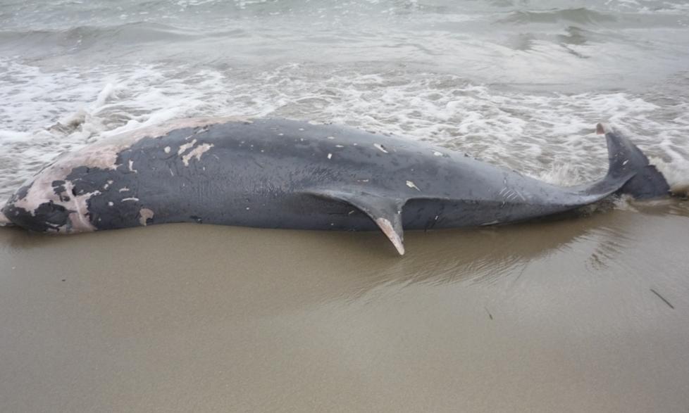 Grosso delfino spiaggiato 