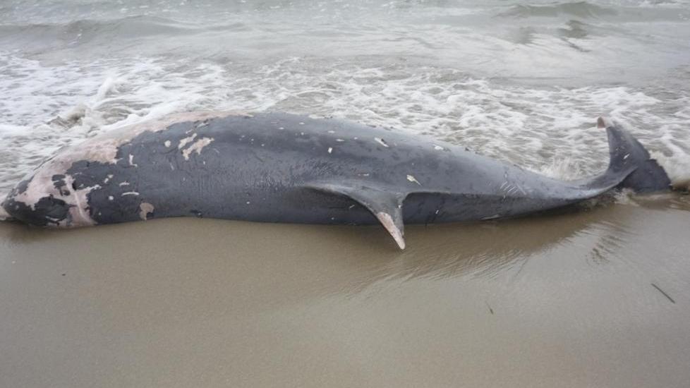 Grosso delfino spiaggiato