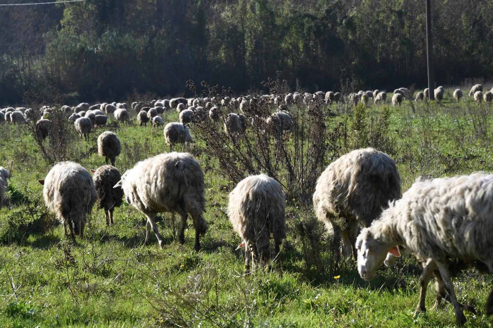 Un gregge nella zona di Fauglia (Foto Silvi)