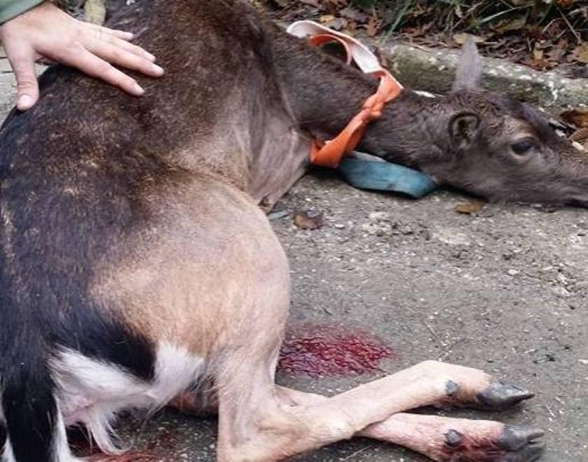 Sparano a un daino, muore «Ritardo nei soccorsi» 
