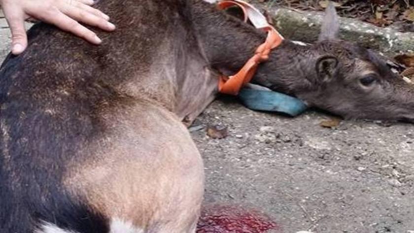 Daino muore dissanguato per la ferita di una fucilata