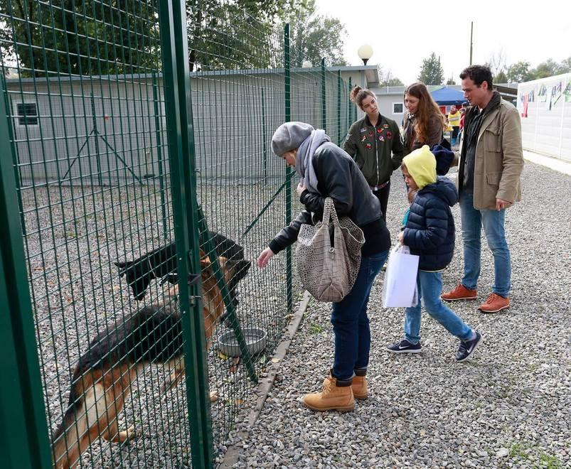 Il canile di via Nonantolana cerca fondi
