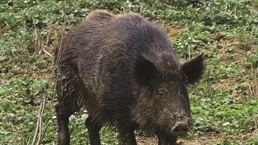 Morso da un cinghiale: cacciatore operato