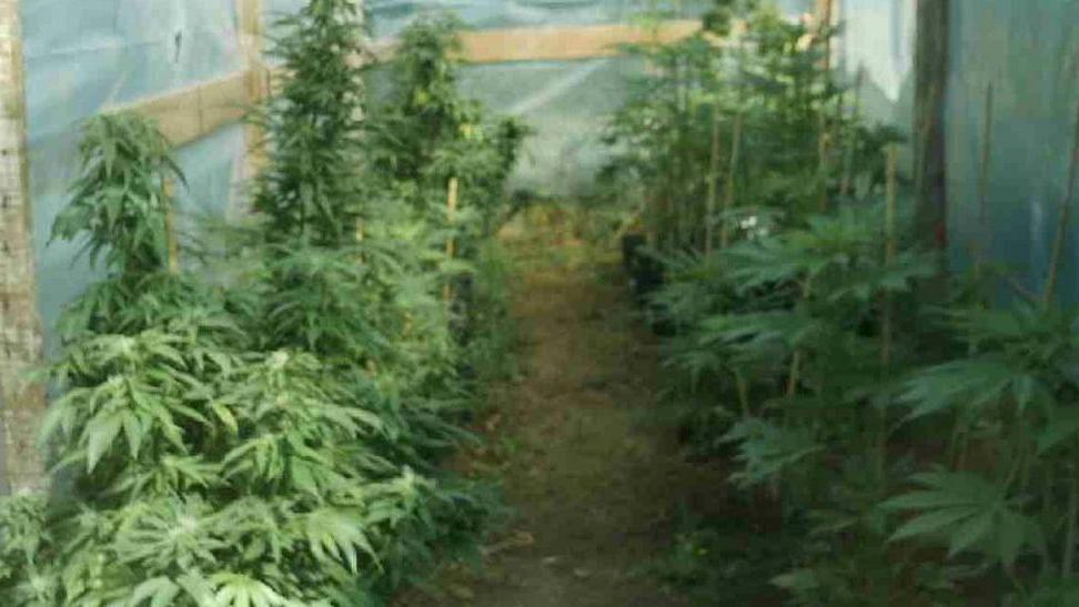 Coltivava marijuana «Stavo molto male mi dava sollievo»