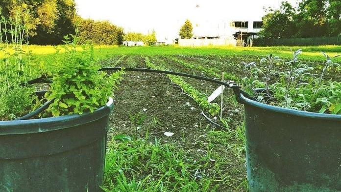 Orti urbani, le oasi verdi contro il degrado in città