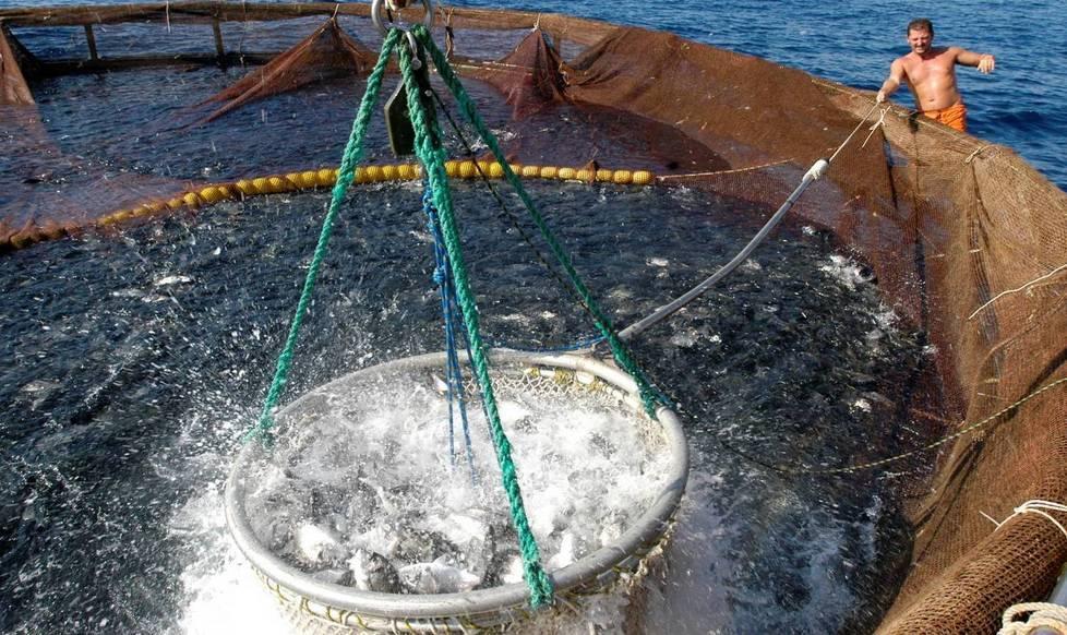 Pesca, acquacoltura e sostenibilità, oggi si parla di rilancio