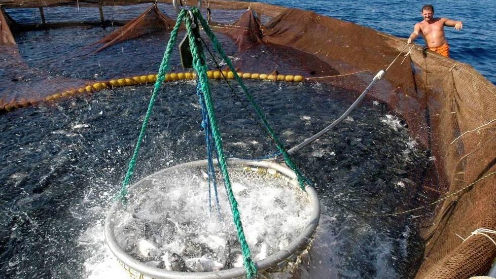 Pesca, acquacoltura e sostenibilità, oggi si parla di rilancio