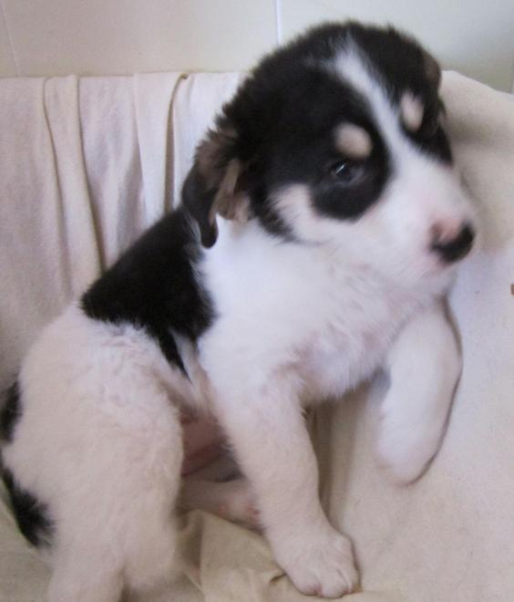 Un reato punito anche con l’arresto