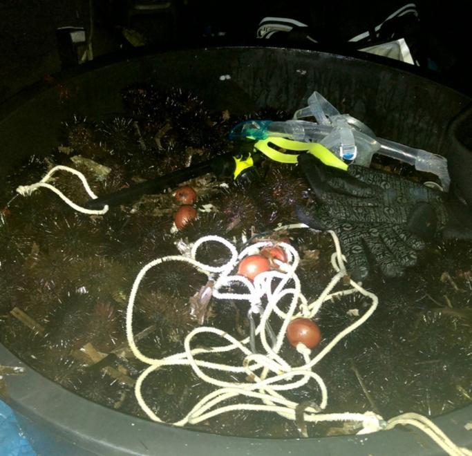 A pesca di ricci nell’Area Marina protetta 