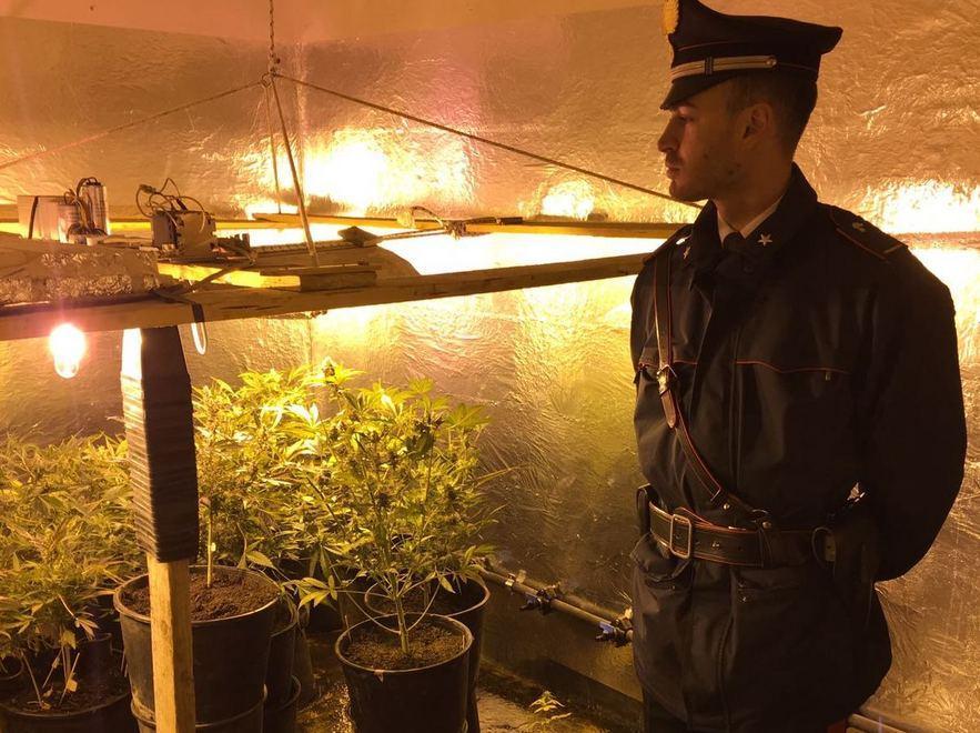 Sequestrata una piantagione di cannabis 