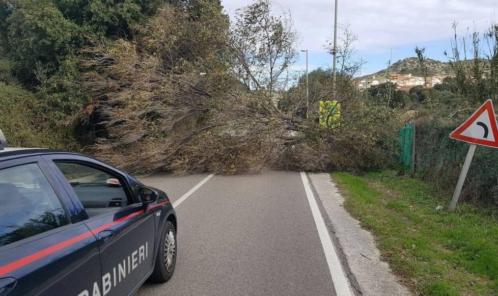 Cade un albero sulla strada, traffico in tilt