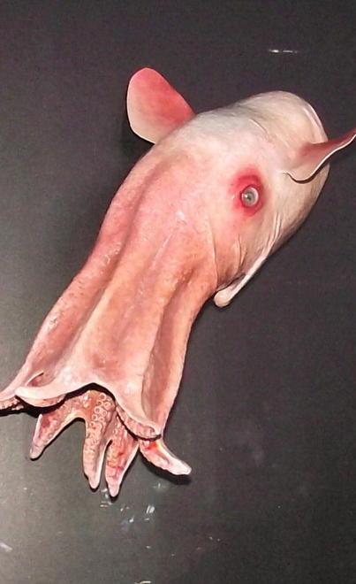Negli abissi del mare incontri ravvicinati con suoi i giganti