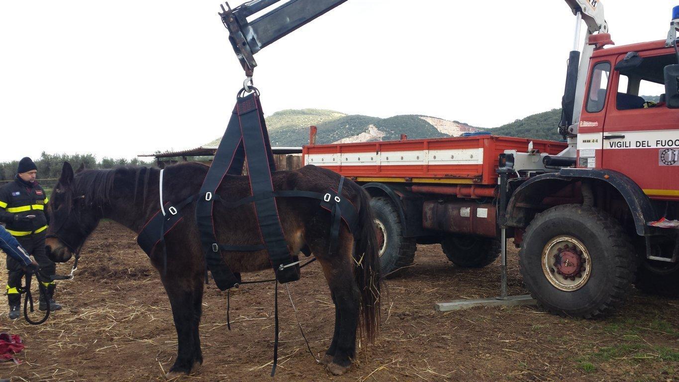 Il cavallo di nuovo in piedi sulle sue zampe grazie ai vigili del fuoco