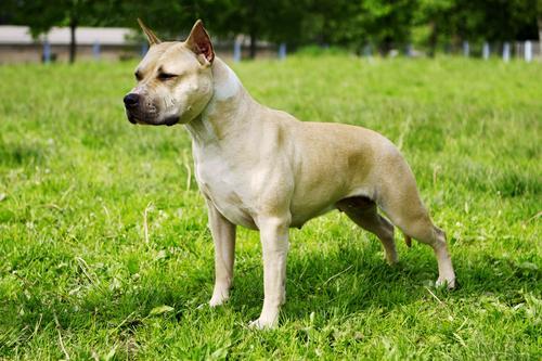 Le rubano il cane durante un furto in casa, trovato e restituito alla proprietaria