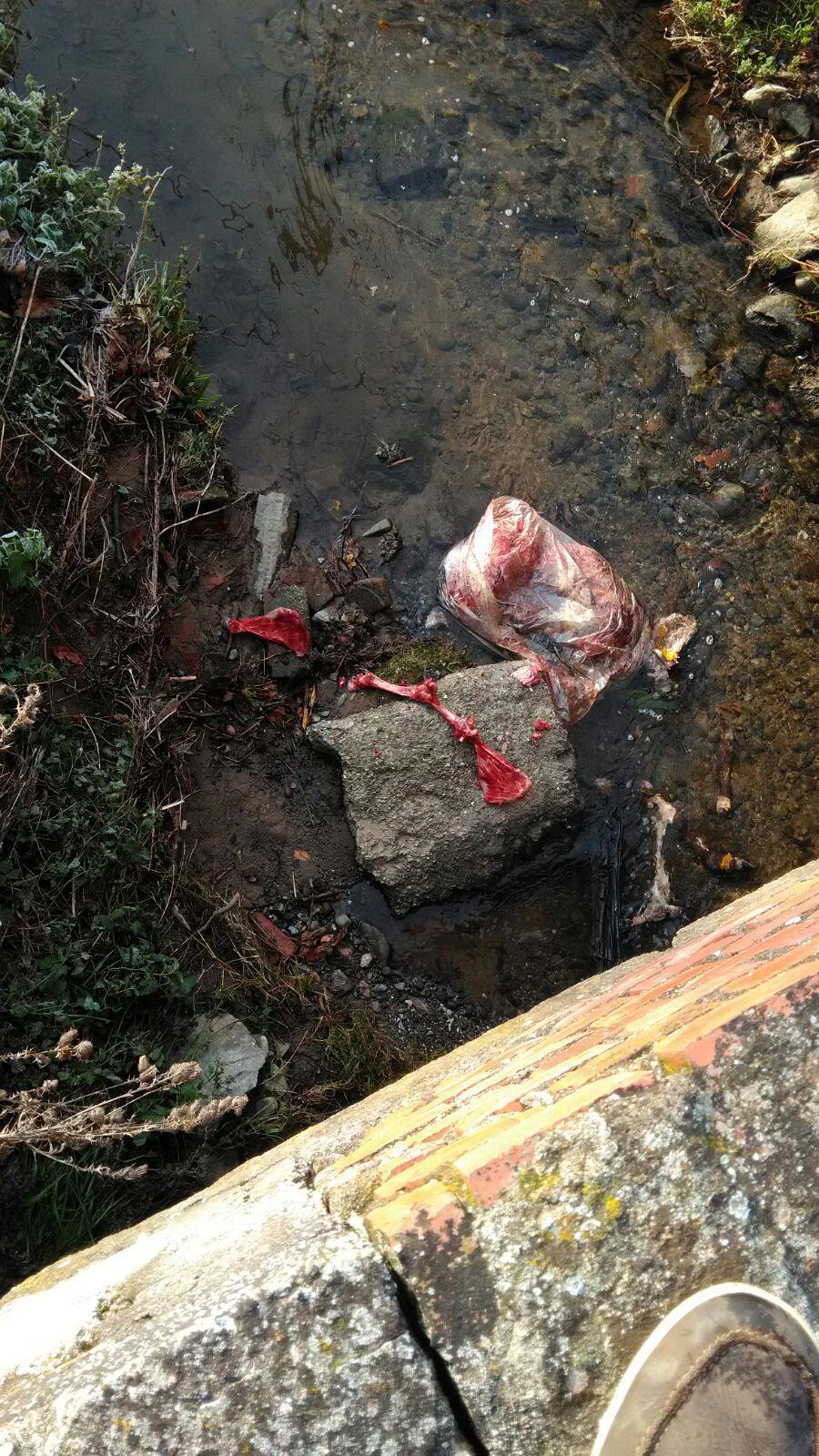 Una delle carcasse scoperte nel torrente