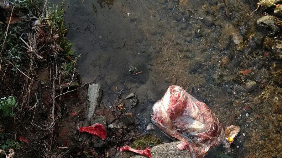 Una delle carcasse scoperte nel torrente