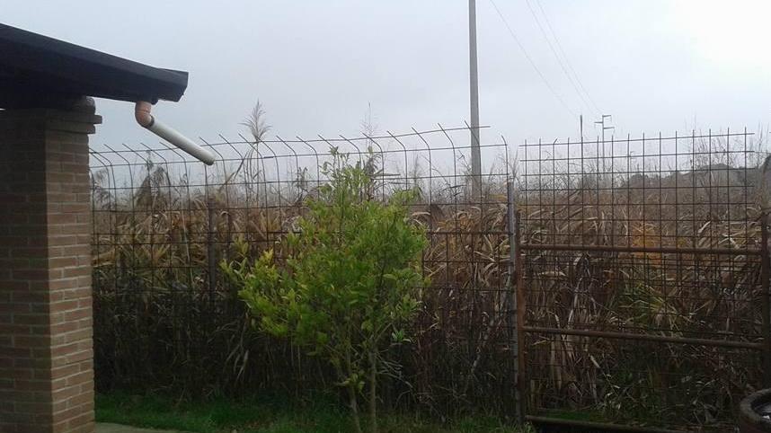 «Erba alta e topi nella mia casa»