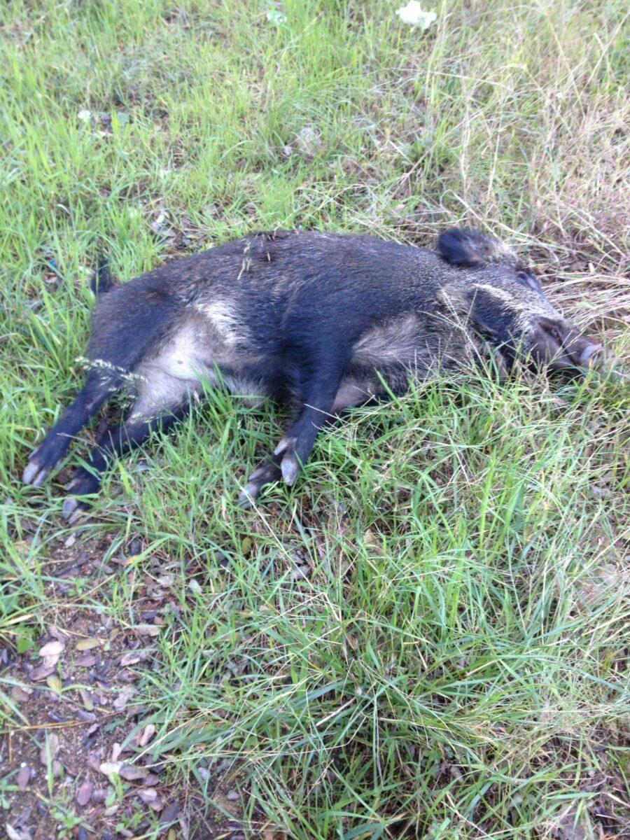 Il cinghiale morto dopo un volo di dieci metri