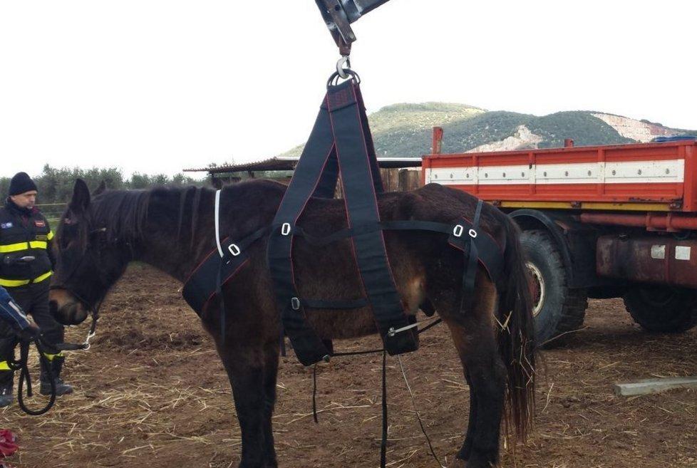 Cavallo in difficoltà rimesso in piedi dai vigili