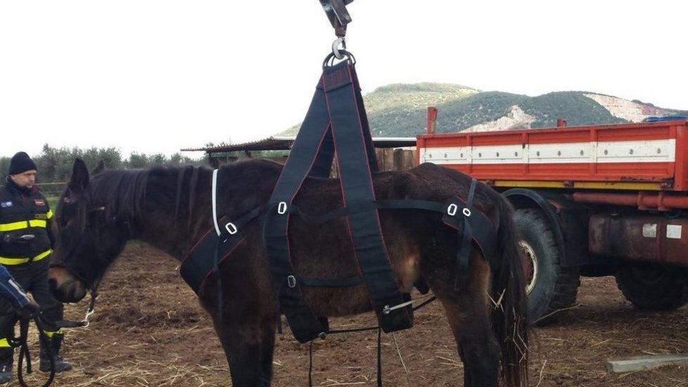 Cavallo in difficoltà rimesso in piedi dai vigili
