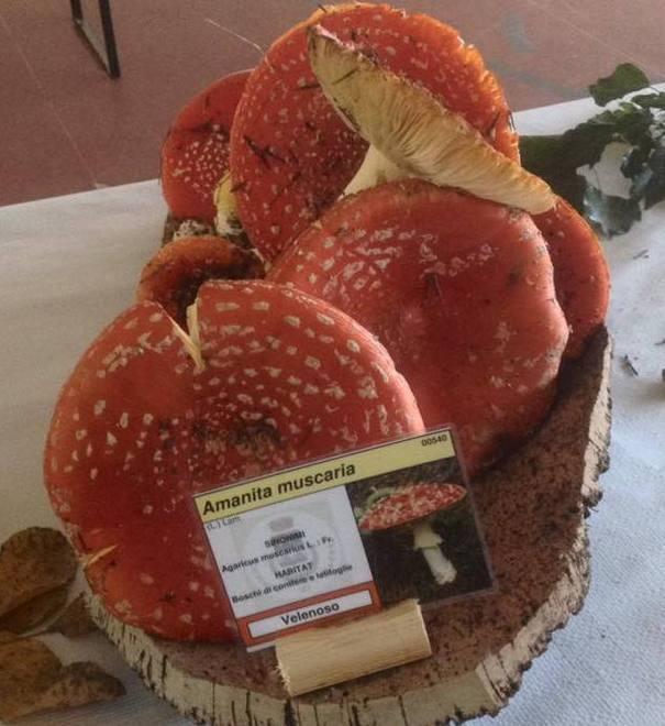 Alunni a lezione per conoscere i funghi velenosi