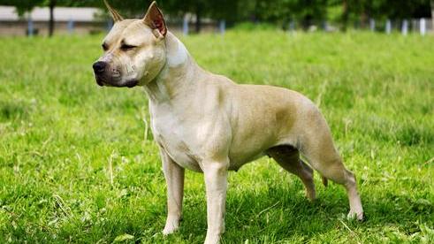 Furto in casa, “rapito” il cane