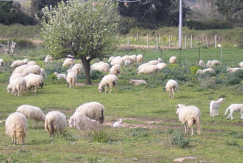 Agalassia: su “Cellular Microbiology” la scoperta dei ricercatori di Sassari